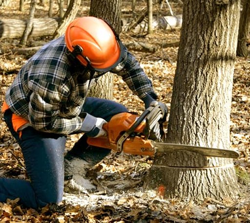Tree Removal in Lake Bluff, IL